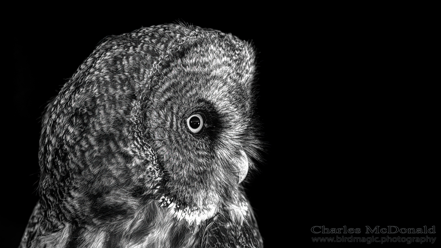 Great Gray Owl