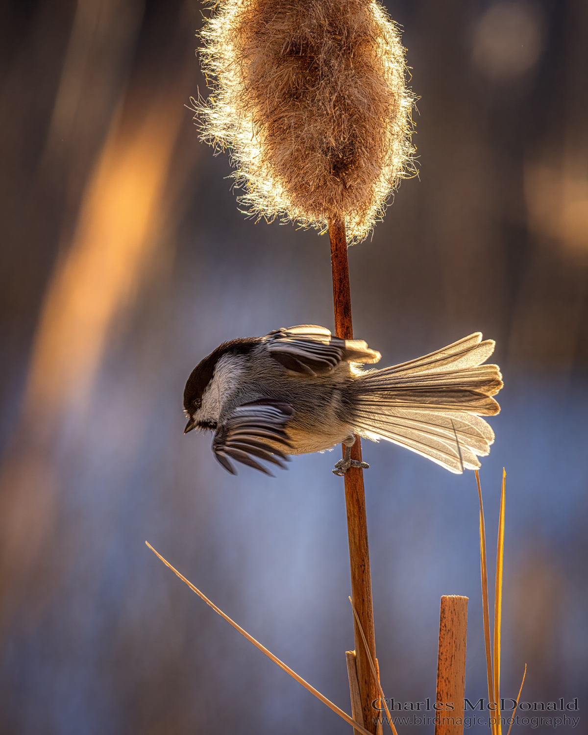 Black-capped Chickadee
