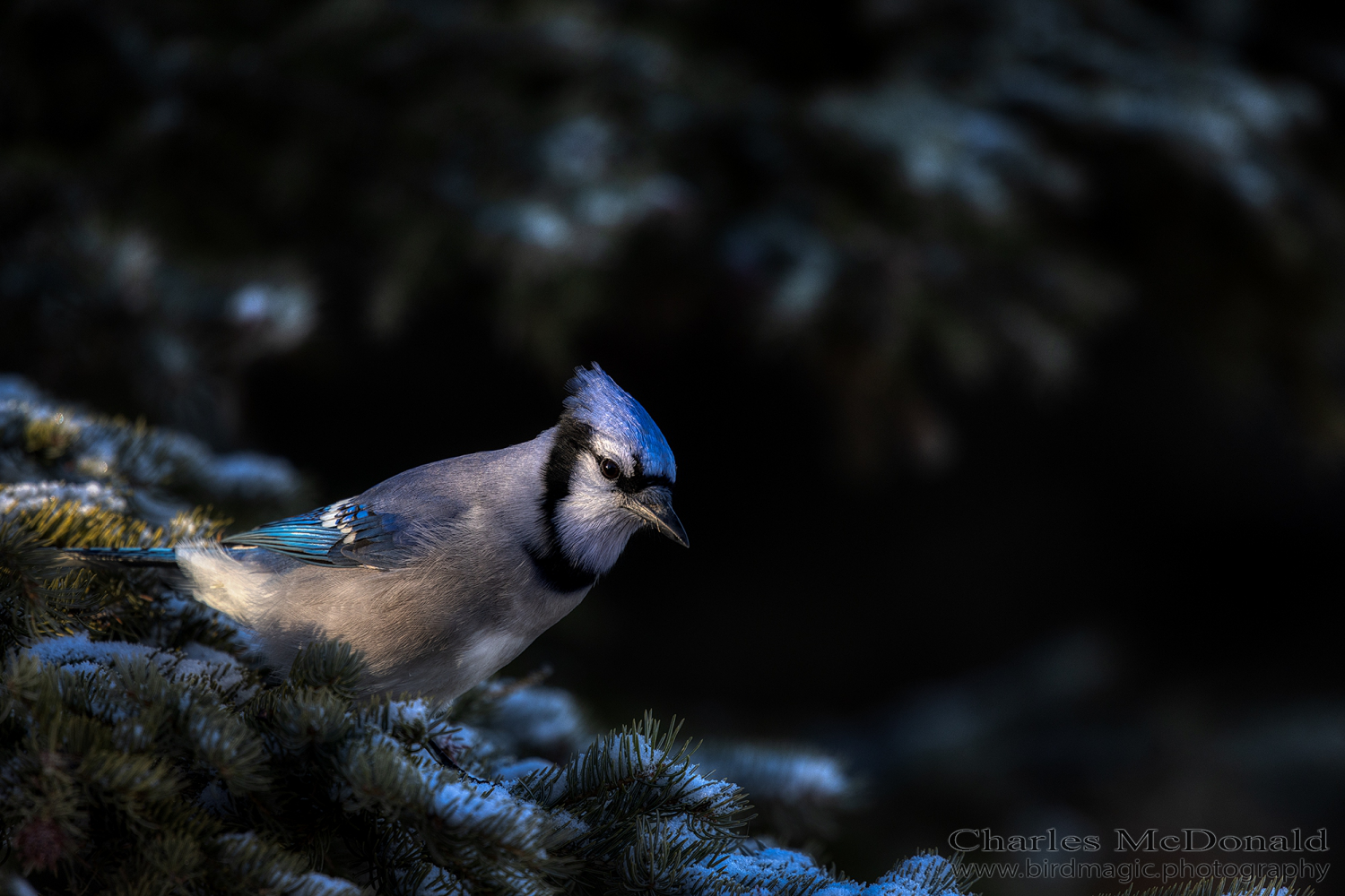 Blue Jay