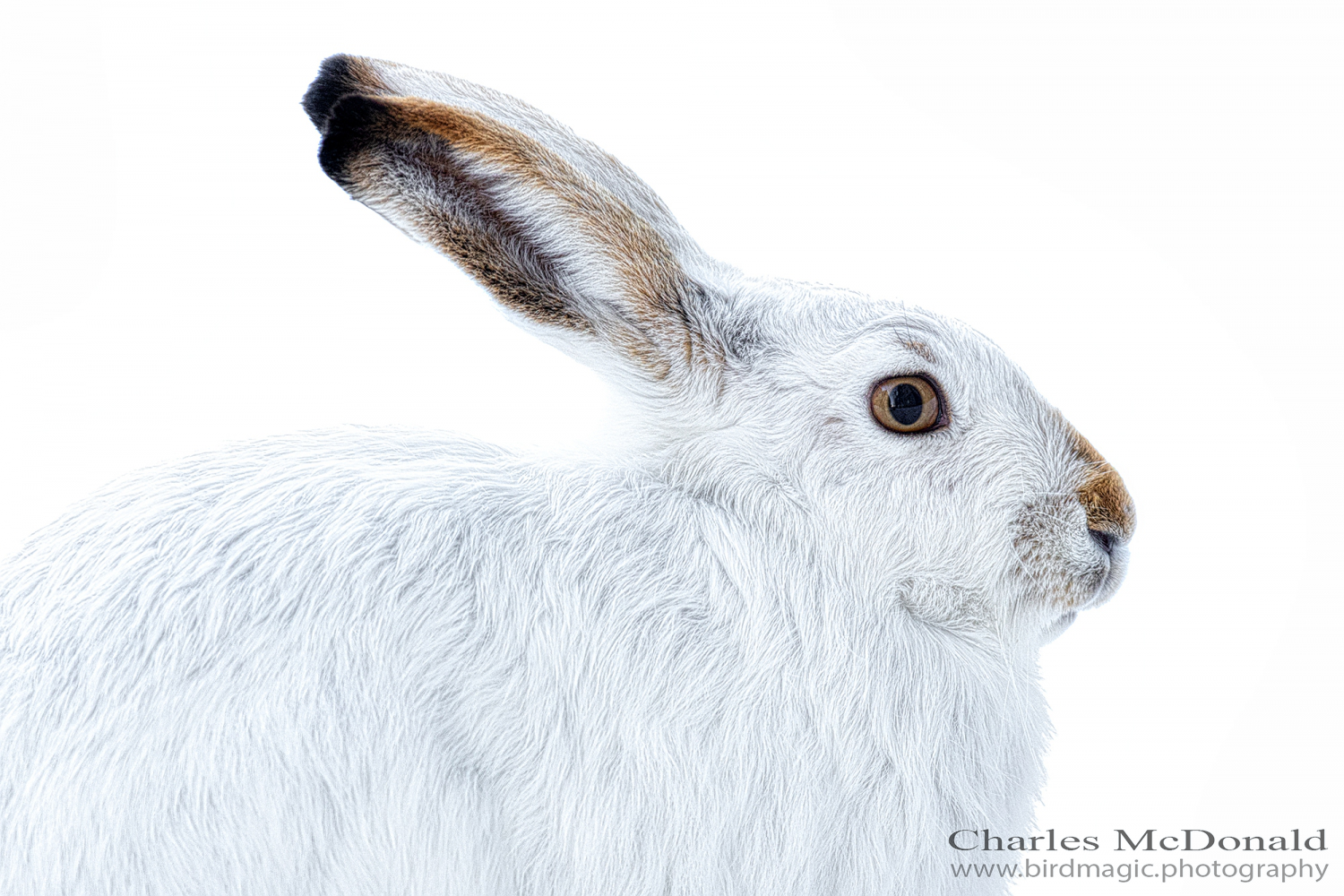 White-tailed Jack Rabbit