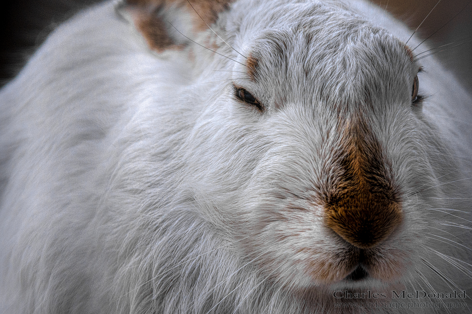 White-tailed Jack Rabbit