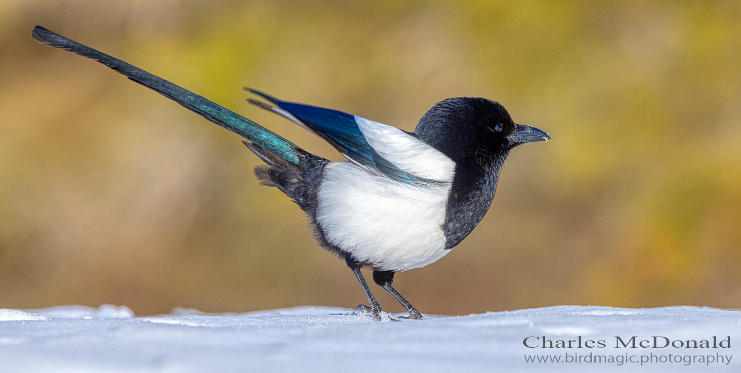 Black-billed Magpie