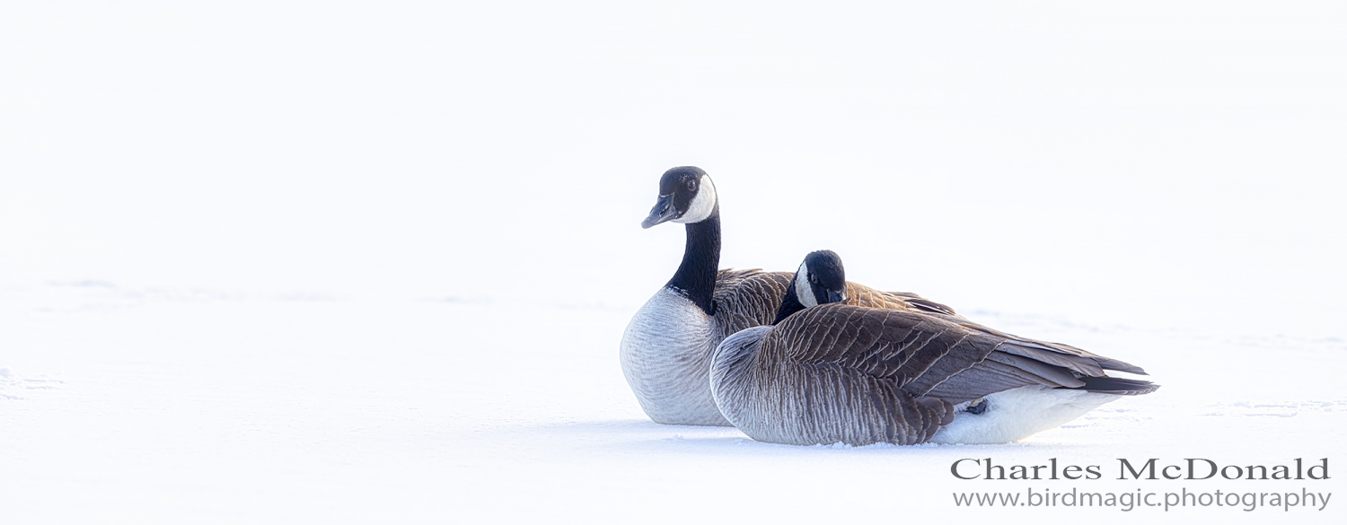 Canada Goose