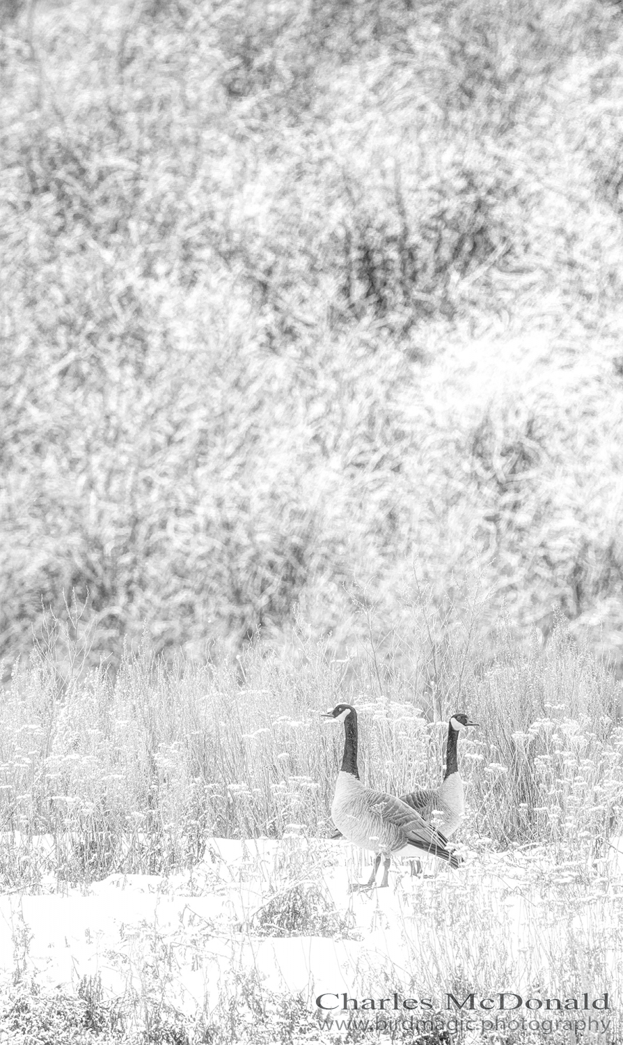 Canada Goose