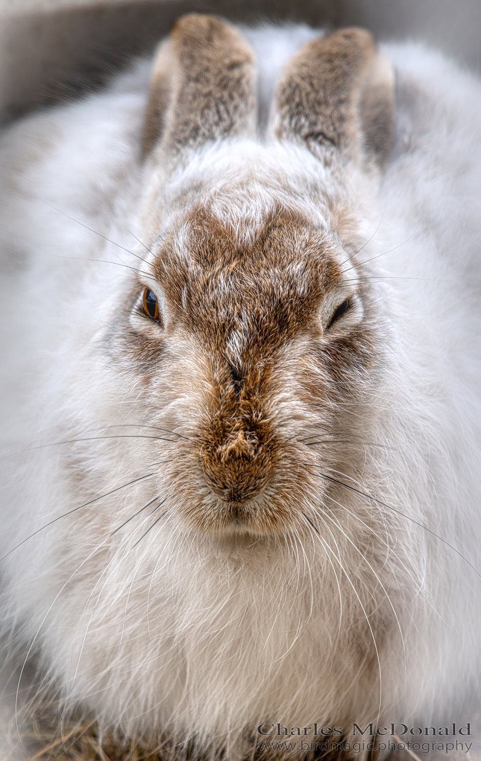 White-tailed Jack Rabbit