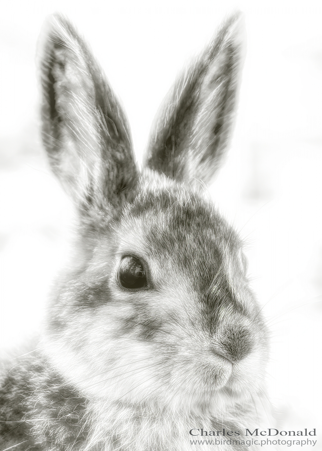 Snowshoe Hare