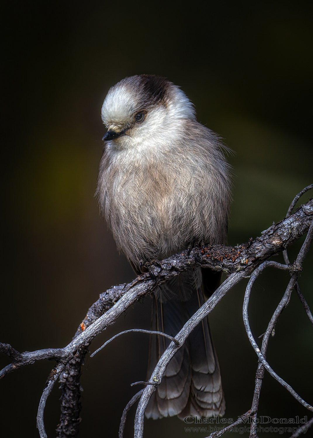 Canada Jay