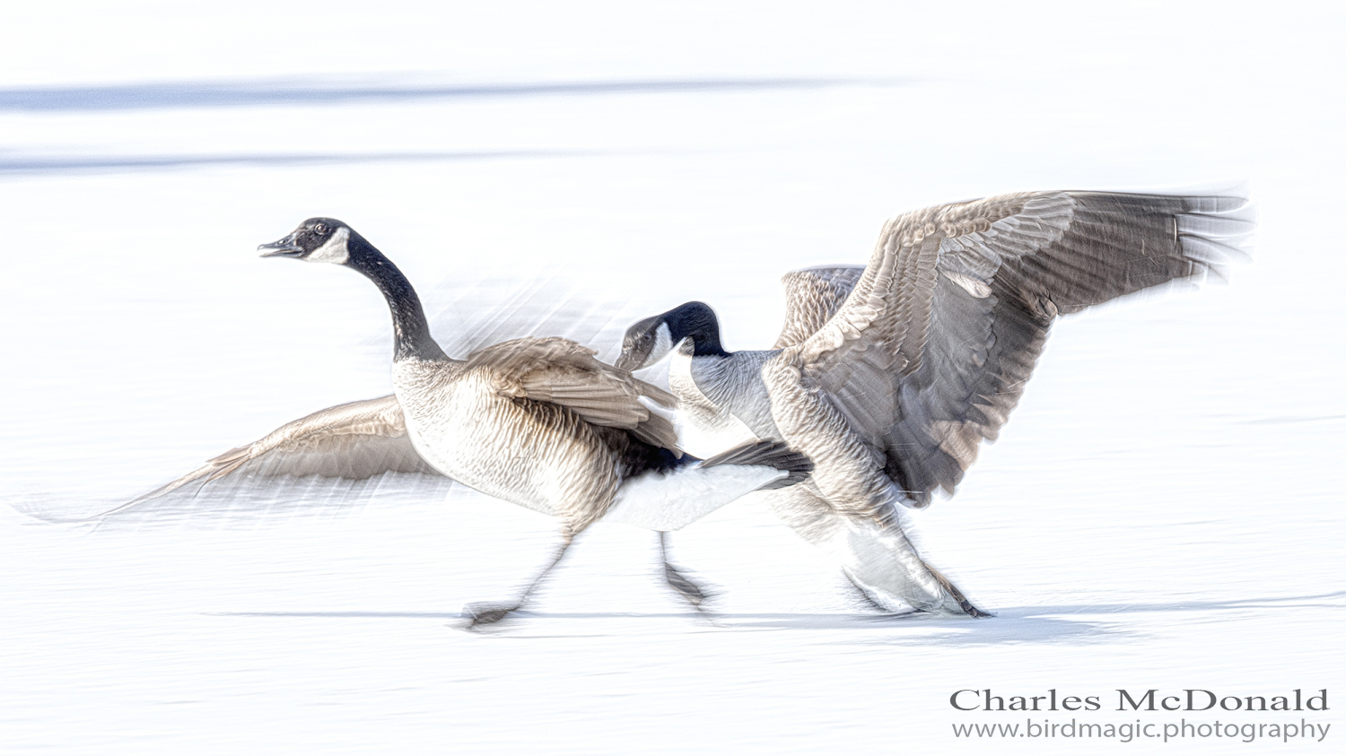 Canada Goose