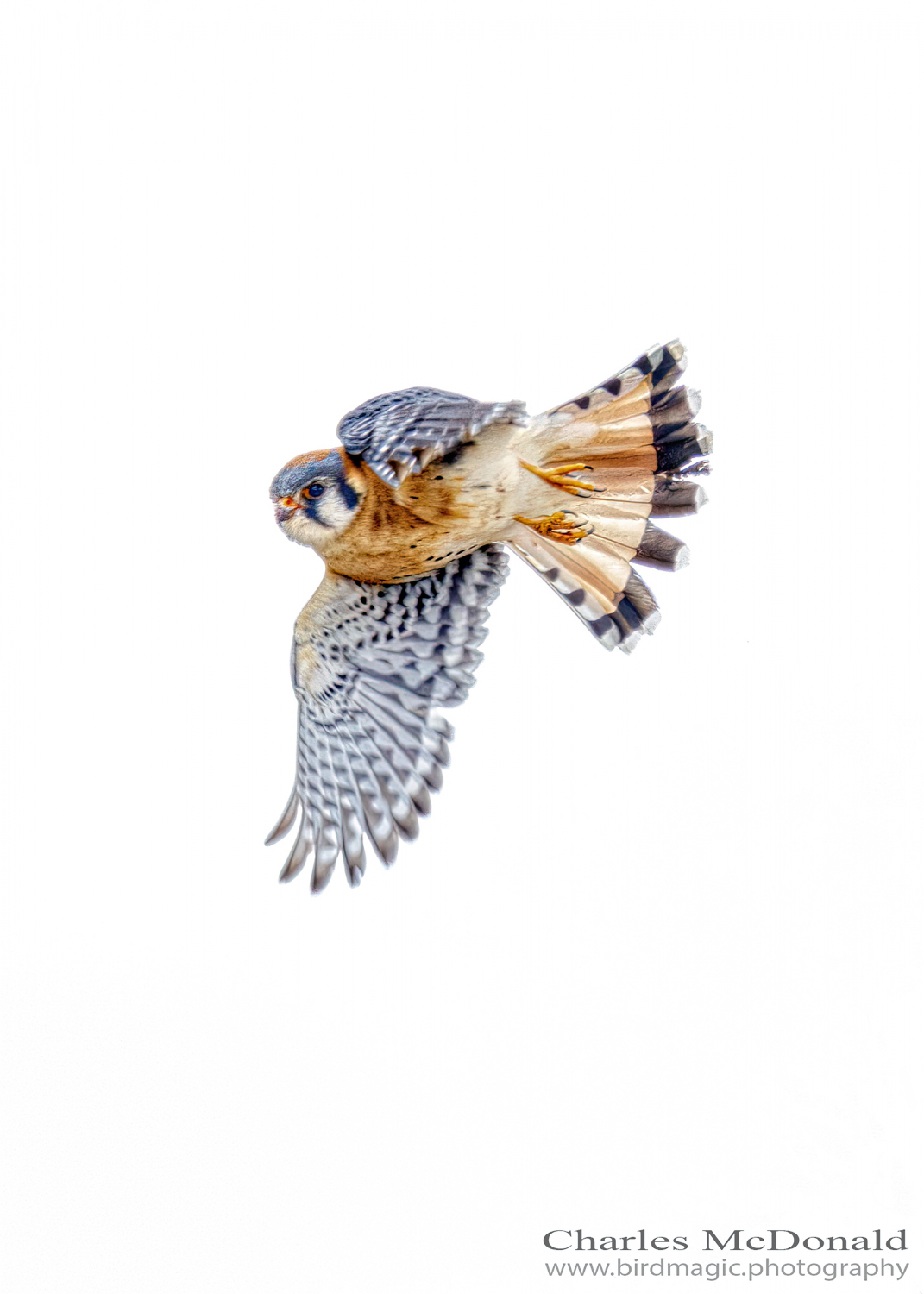 American Kestrel