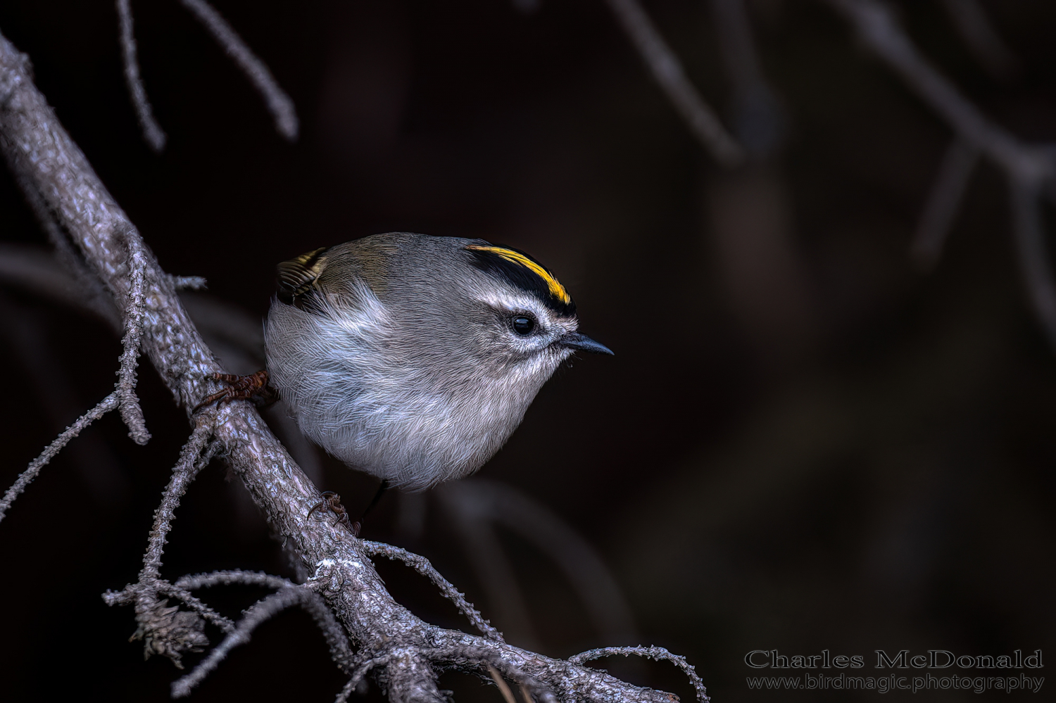 Golden-crowned Kinglet