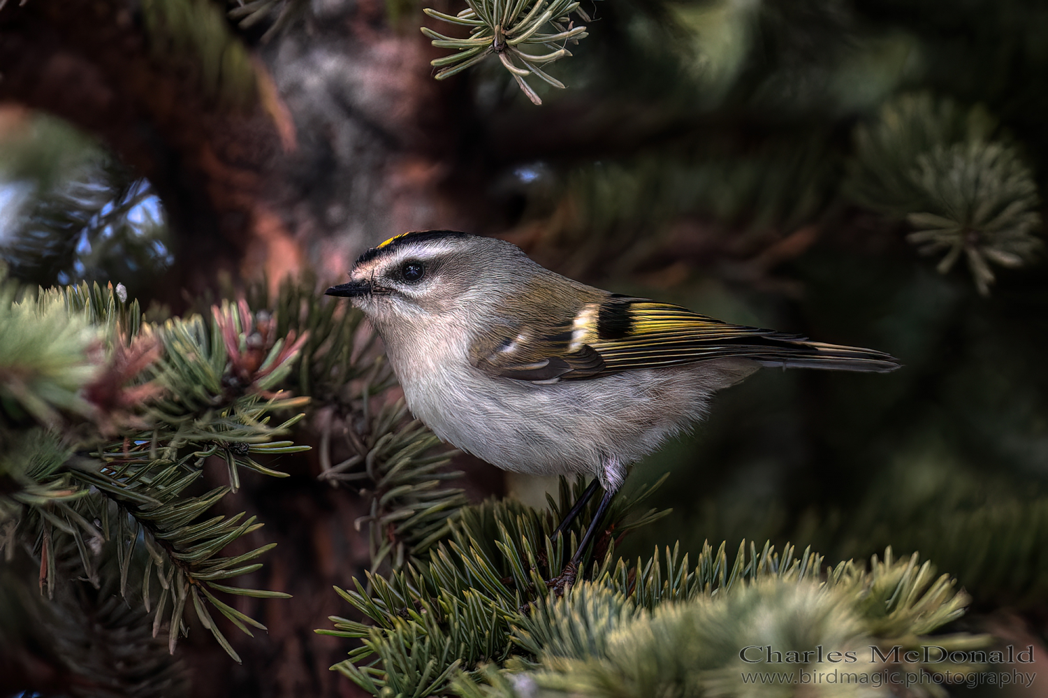 Golden-crowned Kinglet