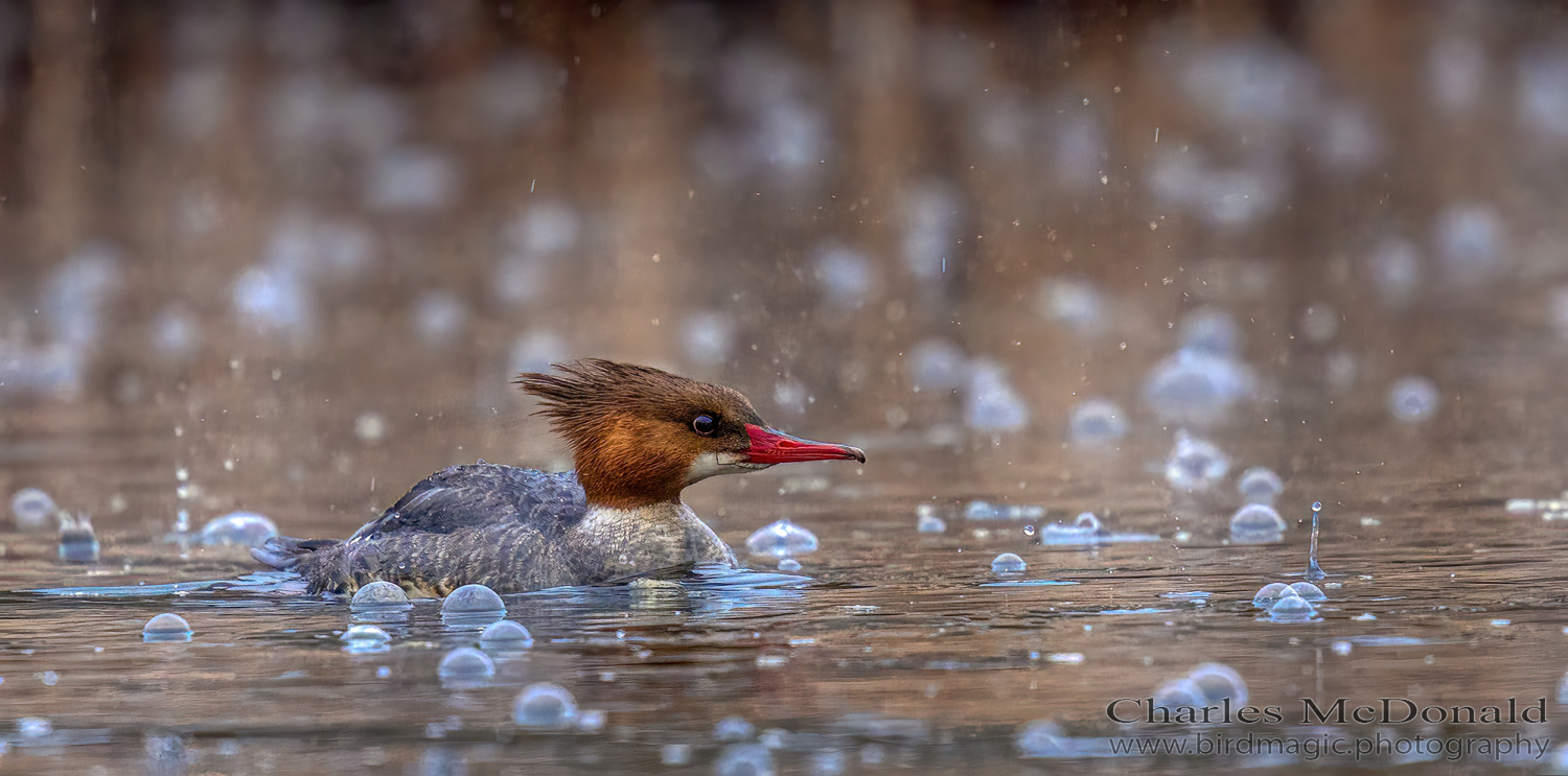 Common Merganser