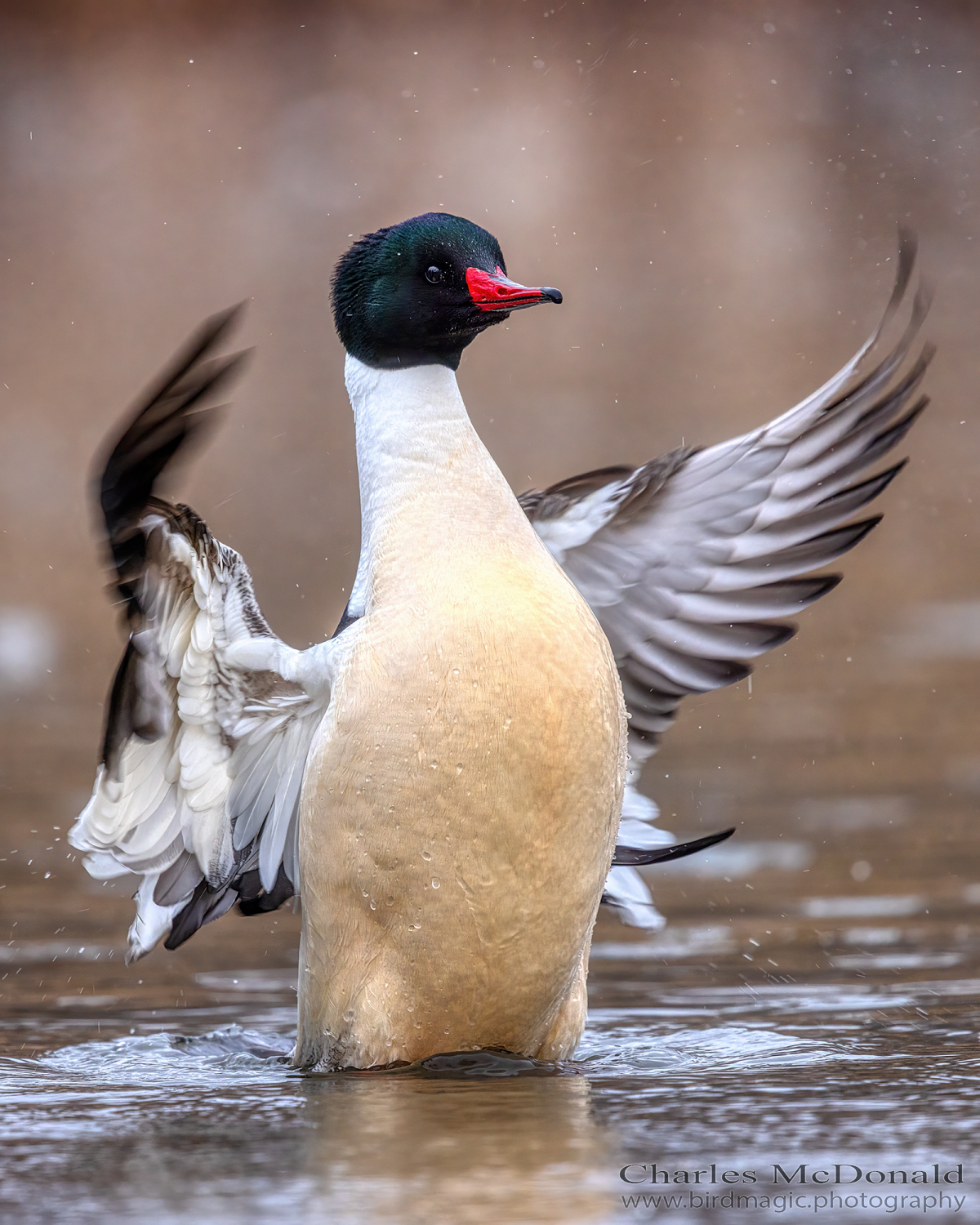 Common Merganser
