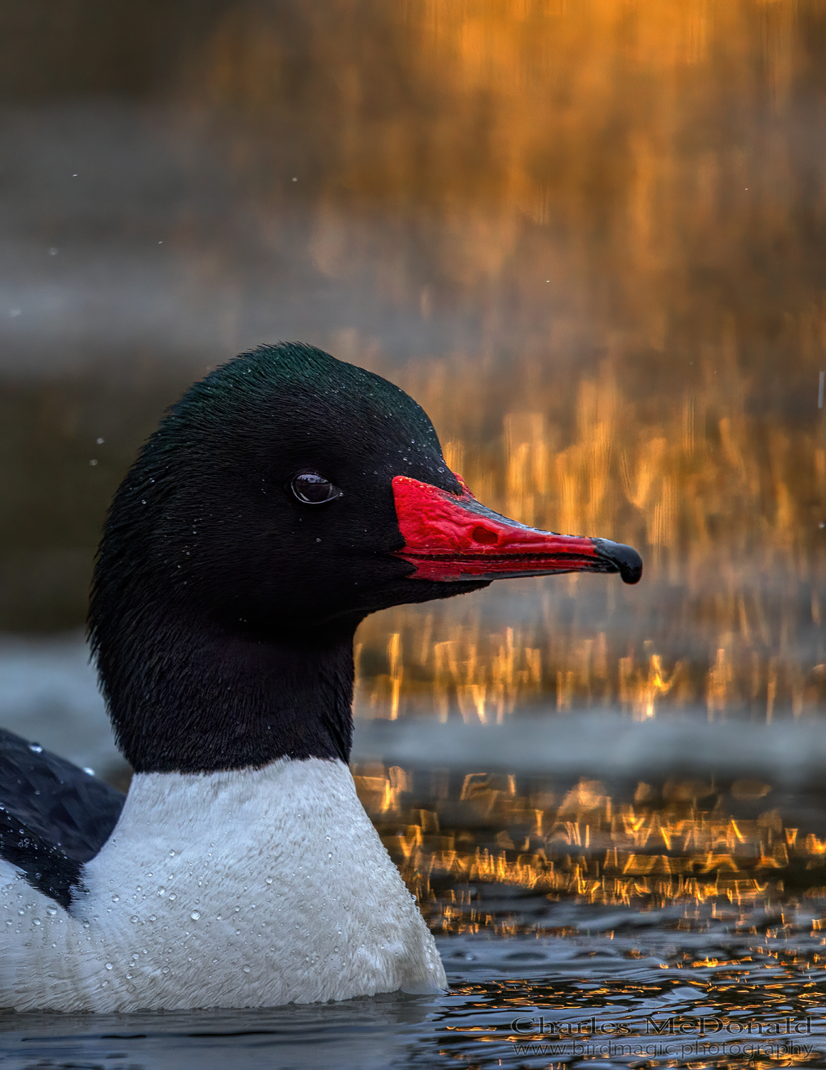 Common Merganser