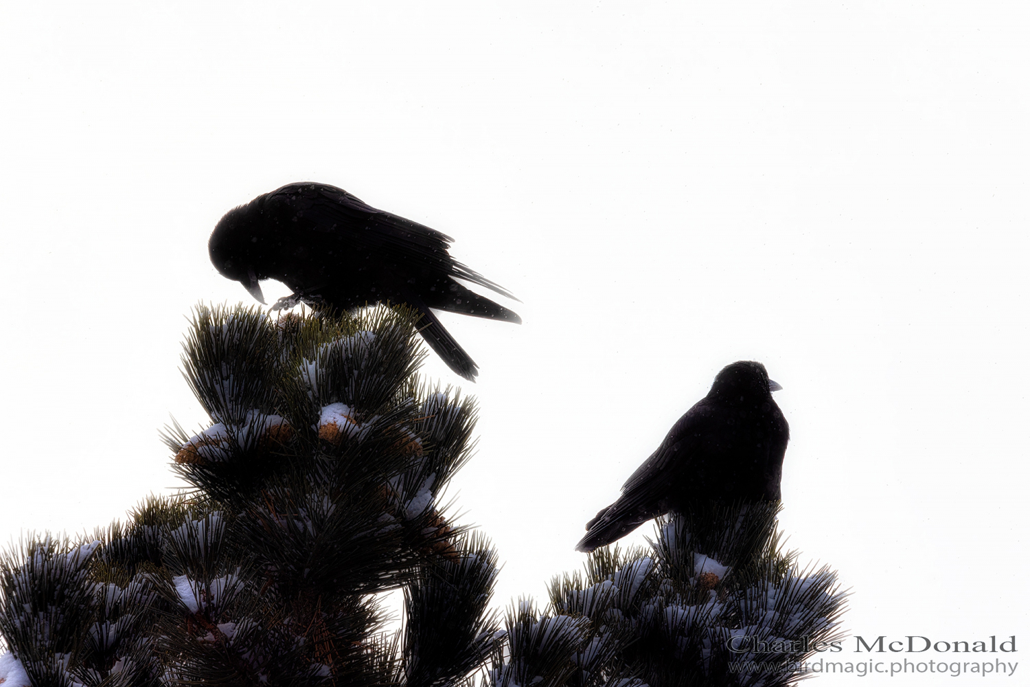 American Crow