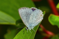 Western tailed-blue