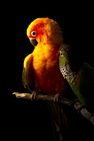 Sun and Black-capped Parakeets