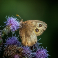 Common wood-nymph